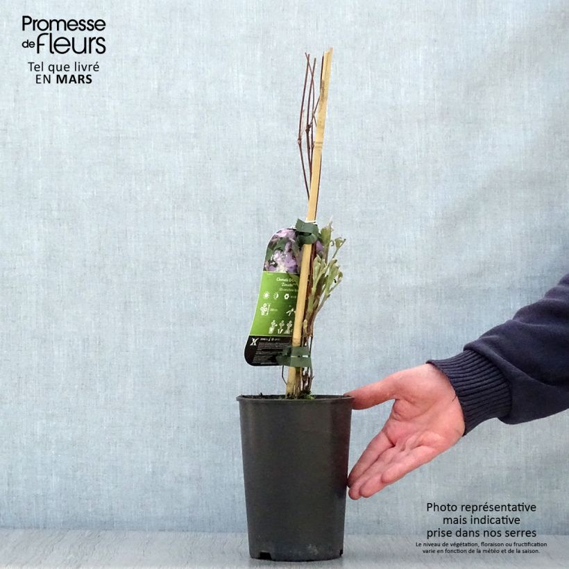 Clematis East River 2L/3L pot sample as delivered in spring