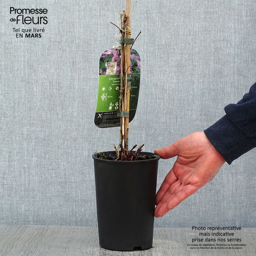 Clematis East River 2L/3L pot sample as delivered in winter