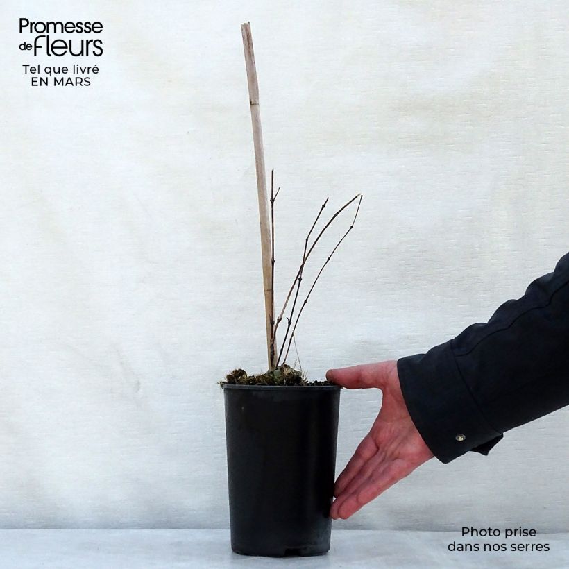 Clematis diversifolia River Star 2L/3L pot sample as delivered in spring