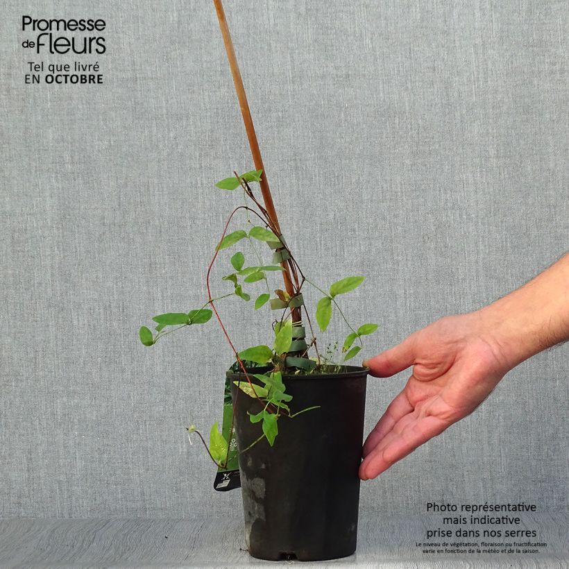 Clematis diversifolia Rooguchi 2L/3L pot sample as delivered in autumn