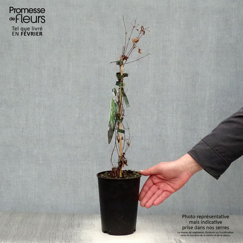 Clematis x diversifolia White Arabella (Zo14089) 2L/3L pot sample as delivered in winter