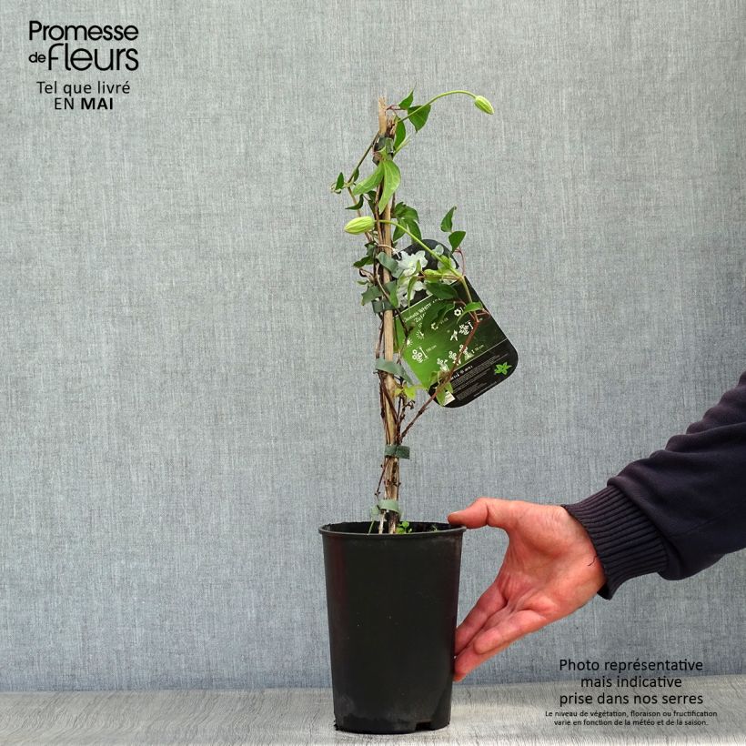 Clematis x diversifolia White Arabella (Zo14089) 2L/3L pot sample as delivered in spring