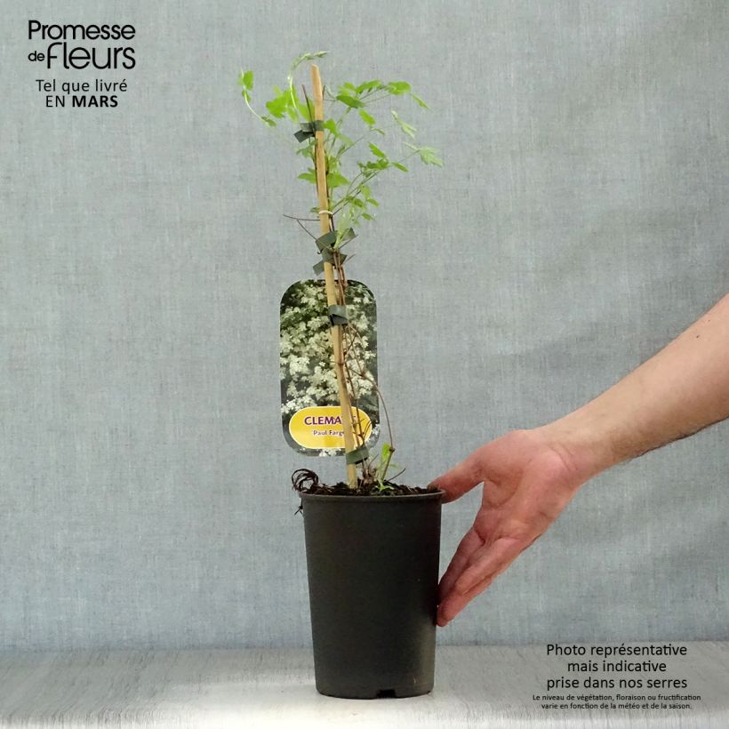 Clematis fargesii Summersnow 2L/3L pot sample as delivered in spring