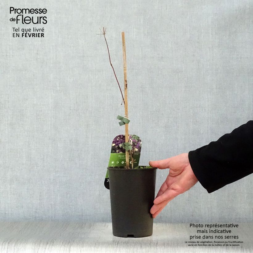 Clematis flammula Aromatica 2L/3L pot sample as delivered in winter