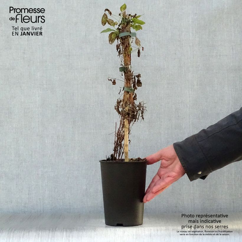 Clematis flammula Sweet Summer Love 2L/3L pot sample as delivered in winter