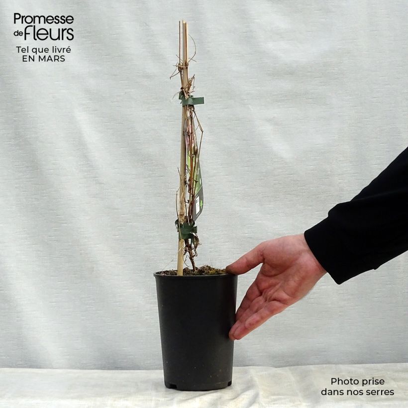 Clematis flammula rubromarginata 2L/3L pot sample as delivered in spring