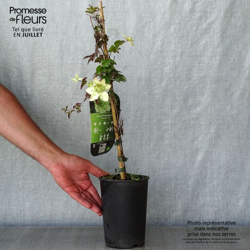Clematis florida Alba Plena 2L/3L pot sample as delivered in summer