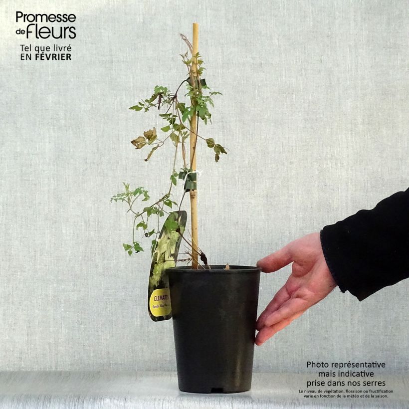 Clematis florida Alba Plena 2L/3L pot sample as delivered in winter