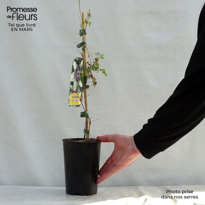 Clematis florida Sieboldii  2L/3L pot sample as delivered in spring