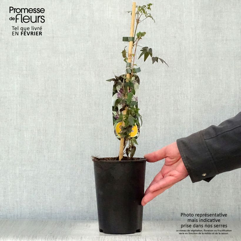 Clematis florida Sieboldii  2L/3L pot sample as delivered in winter