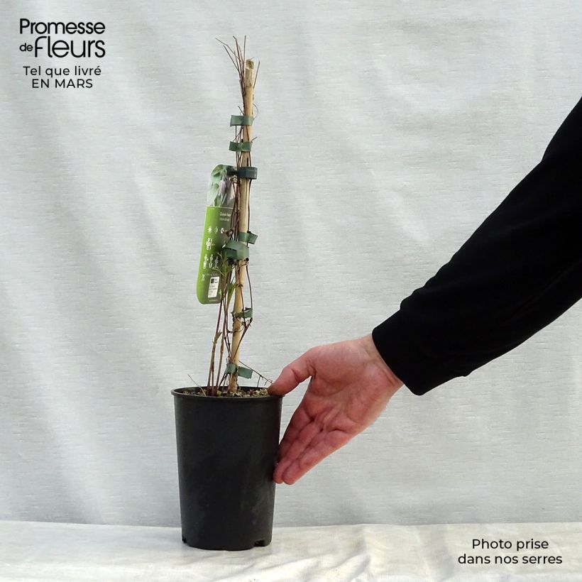 Clematis fusca  2L/3L pot sample as delivered in spring