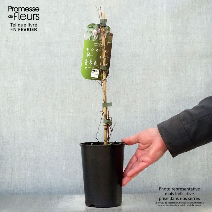 Clematis fusca  2L/3L pot sample as delivered in winter