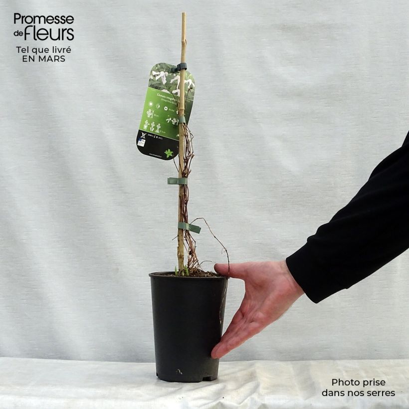 Clematis integrifolia Alba 2L/3L pot sample as delivered in spring