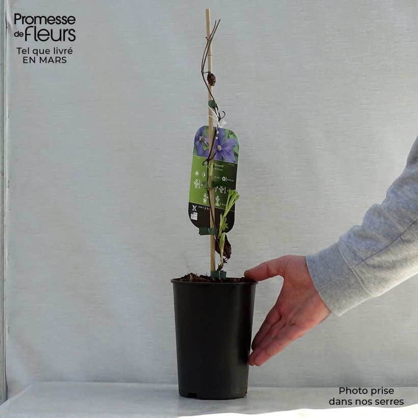 Clematis x durandii 2L/3L pot sample as delivered in spring