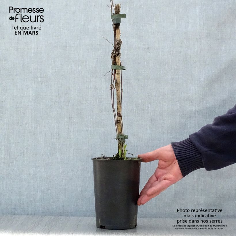 Clematis integrifolia Hakuree 2L/3L pot sample as delivered in spring