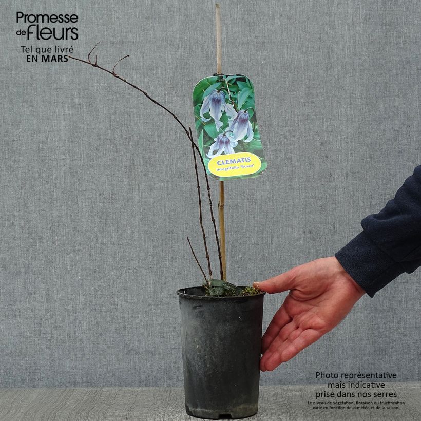 Clematis integrifolia Rosea 2L/3L pot sample as delivered in winter