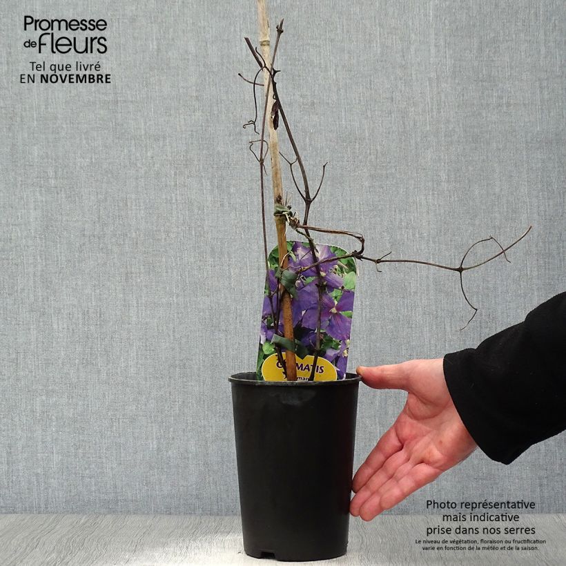 Clematis jackmanii - Clematis vine 2L/3L pot sample as delivered in autumn