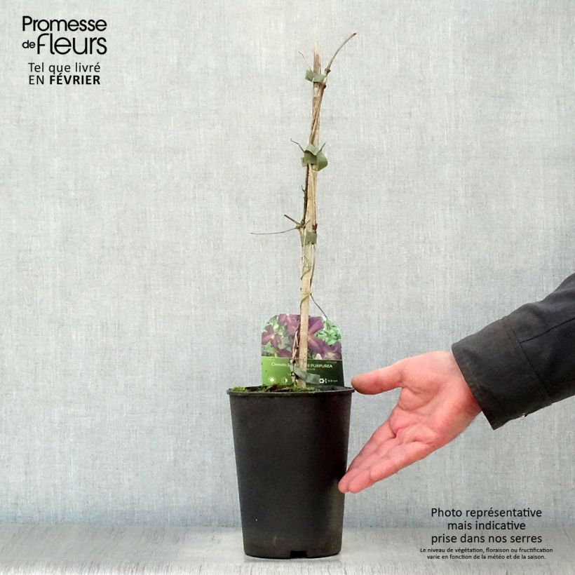 Clematis Jackmanii Purpurea  2L/3L pot sample as delivered in winter