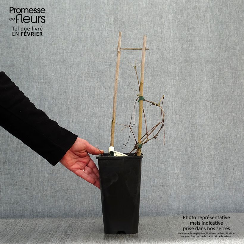 Clematis Jackmanii Superba 2L/3L pot sample as delivered in winter