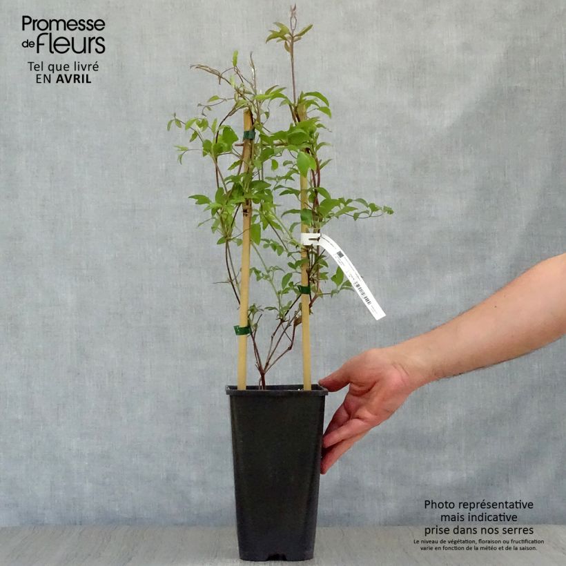 Clematis Jackmanii Superba 2L/3L pot sample as delivered in spring