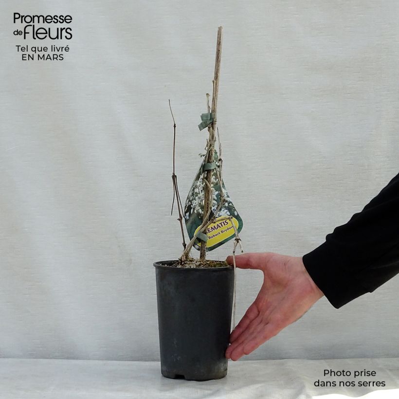 Clematis jouiniana Robert Brydon 2L/3L pot sample as delivered in spring