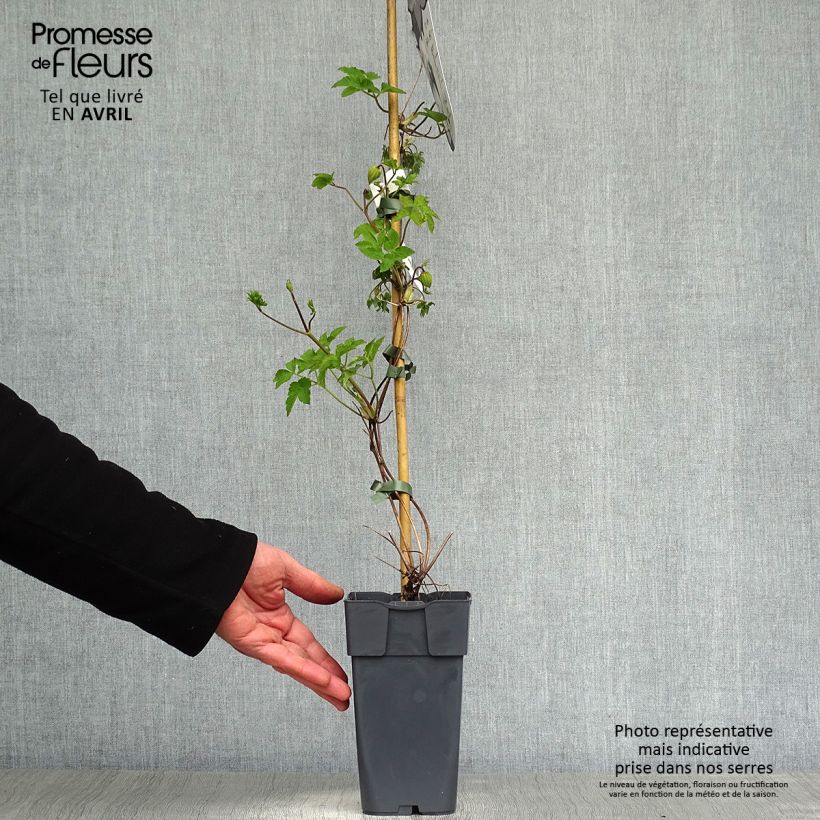 Clematis koreana Amber 2L/3L pot sample as delivered in spring