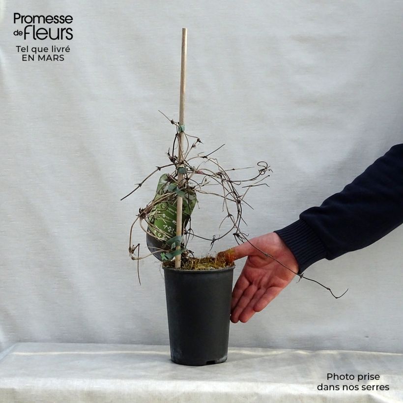 Clematis Broughton Bride 2L/3L pot sample as delivered in spring