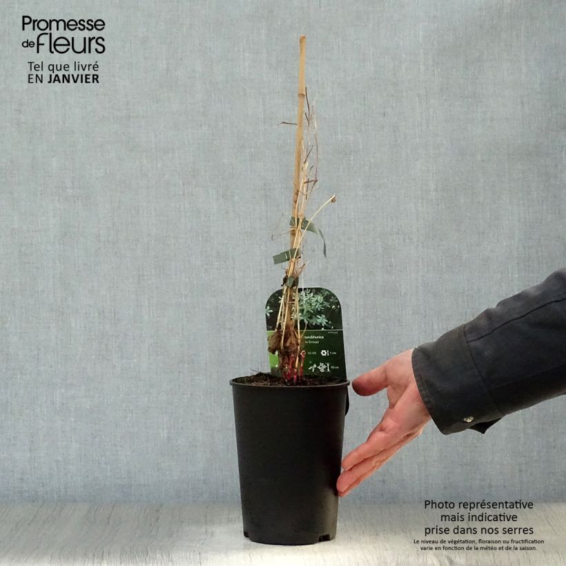 Clematis mandshurica 2L/3L pot sample as delivered in winter