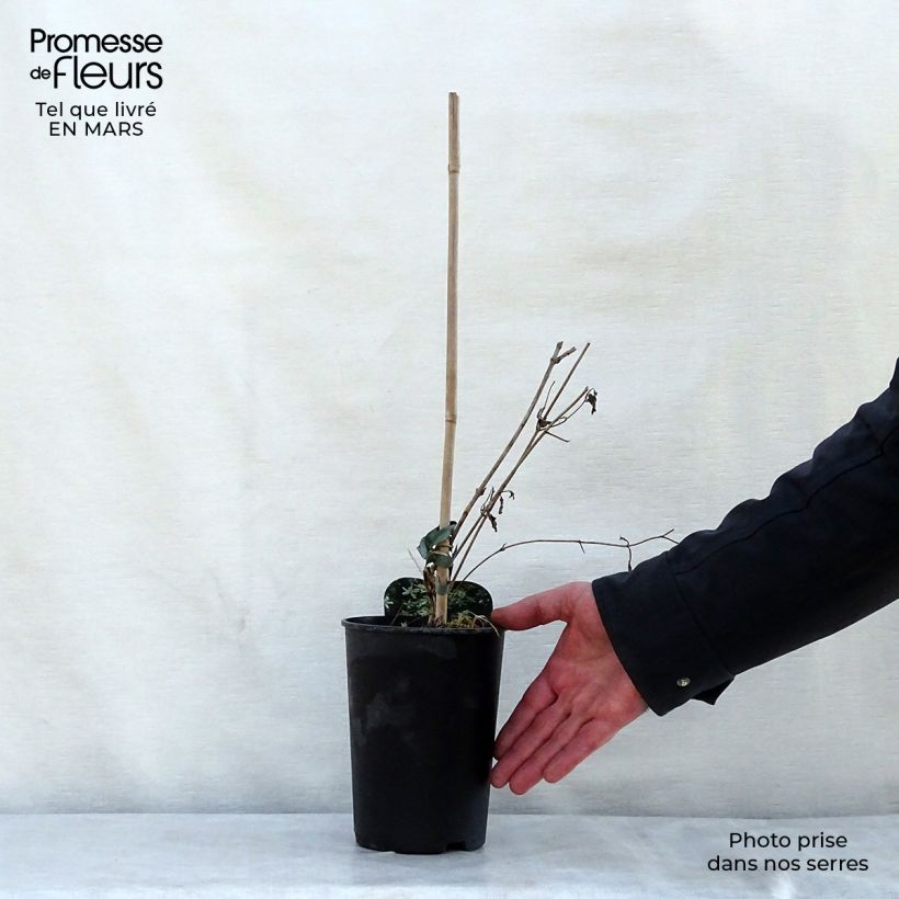 Clematis mandshurica 2L/3L pot sample as delivered in spring