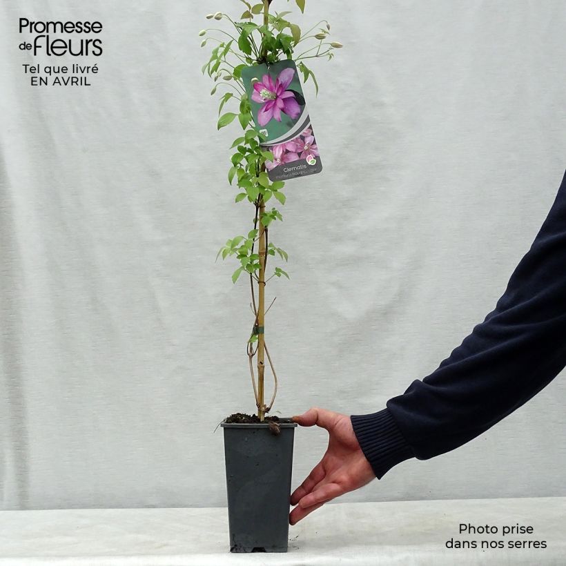 Clematis montana Broughton star 2L/3L pot sample as delivered in spring