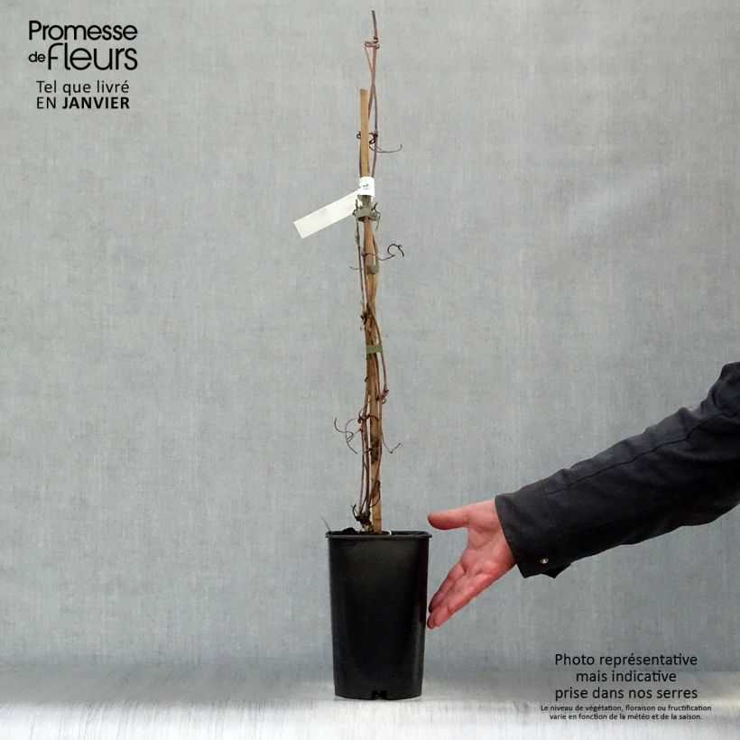 Clematis Elizabeth 2L/3L pot sample as delivered in winter