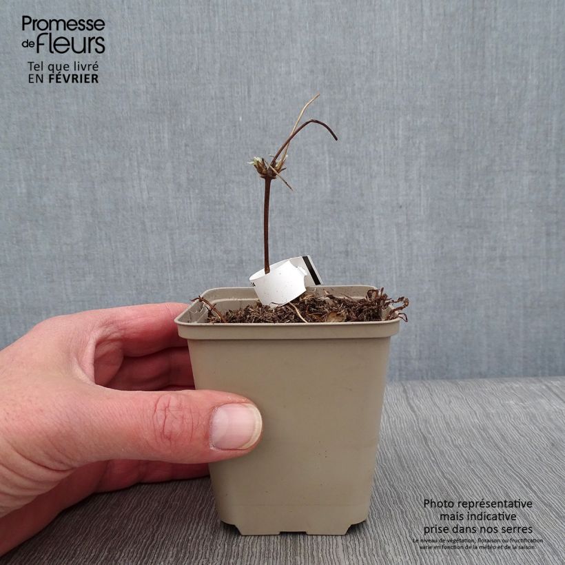 Clematis montana Grandiflora 8/9 cm pot sample as delivered in winter