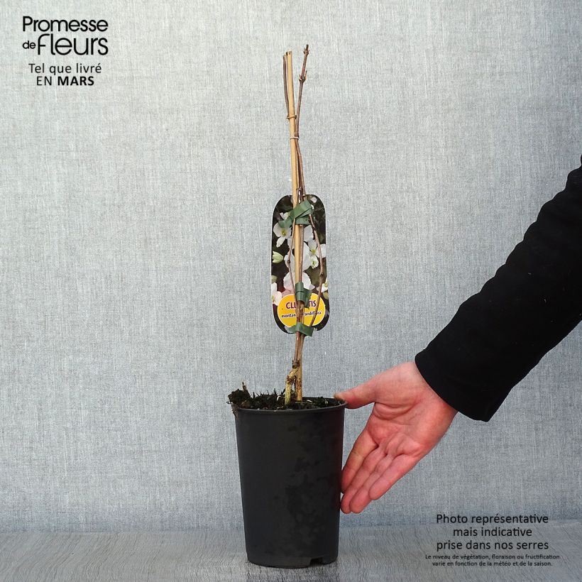 Clematis montana Grandiflora 1.5L/2L pot sample as delivered in winter