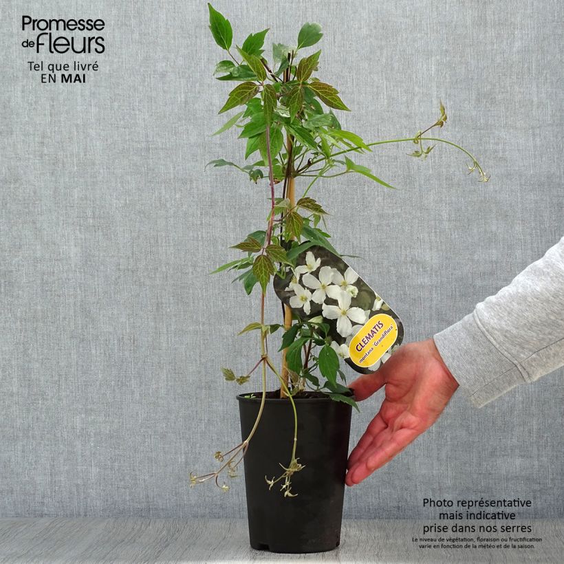Clematis montana Grandiflora 1.5L/2L pot sample as delivered in spring