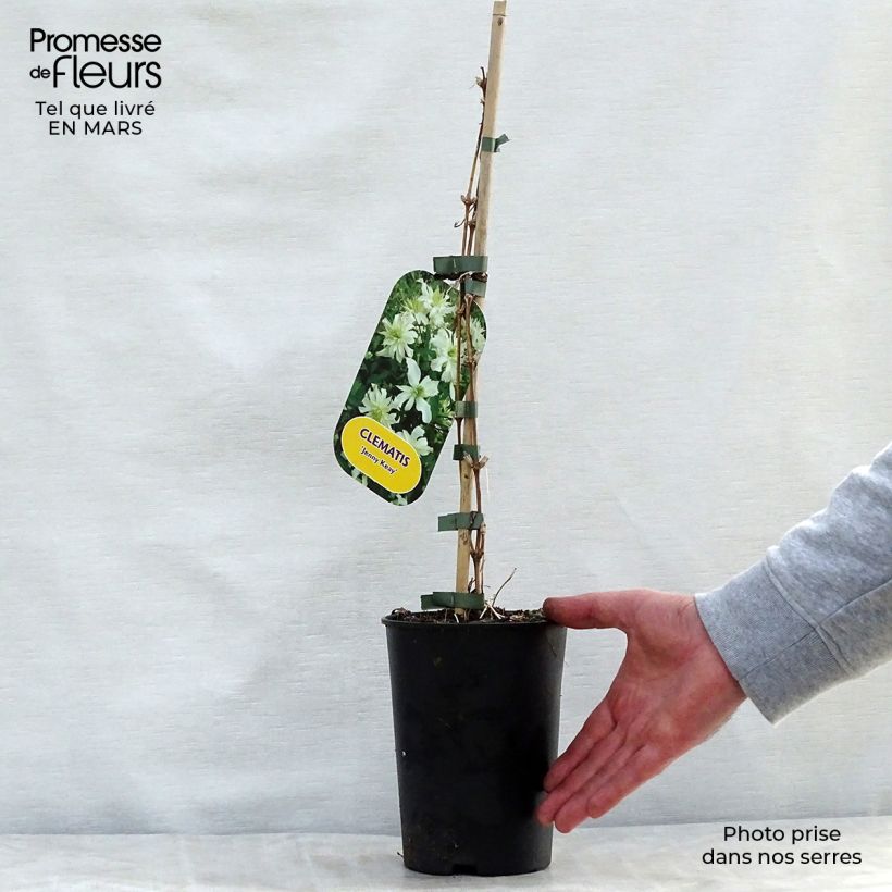 Clematis montana Jenny Keay 2L/3L pot sample as delivered in spring