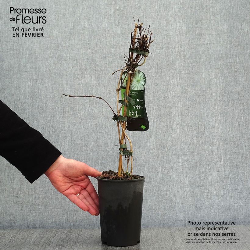 Clematis montana Jenny Keay 2L/3L pot sample as delivered in winter