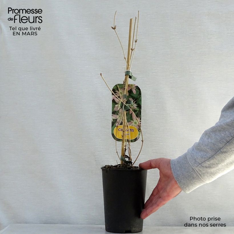 Clematis montana Marjorie 2L/3L pot sample as delivered in spring