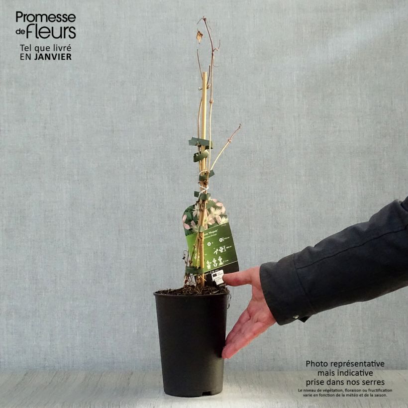 Clematis montana Marjorie 2L/3L pot sample as delivered in winter