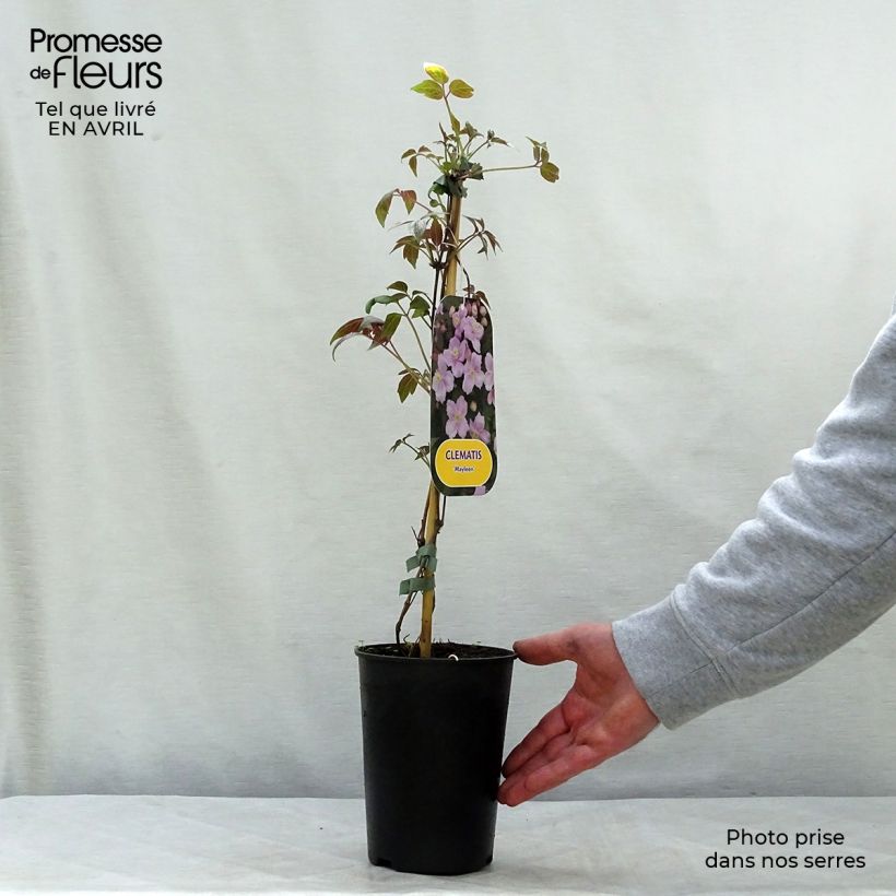 Clematis montana Mayleen 2L/3L pot sample as delivered in spring
