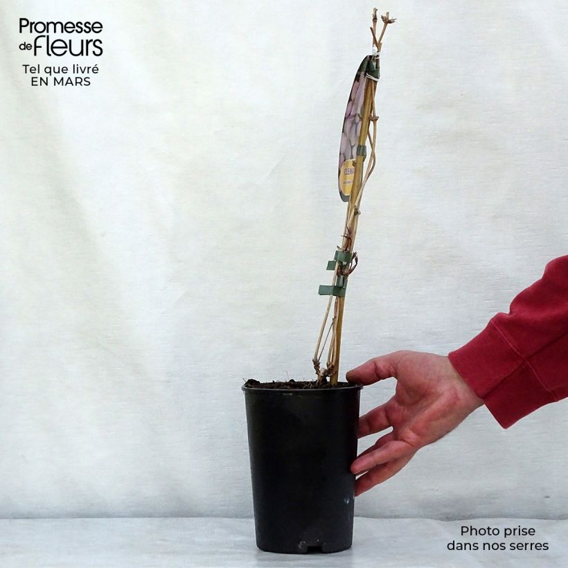 Clematis montana Rubens 1.5L/2L pot sample as delivered in winter