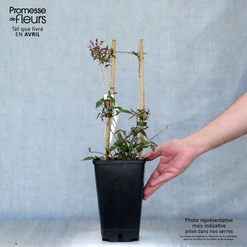 Clematis montana Spooneri 2L/3L pot sample as delivered in spring