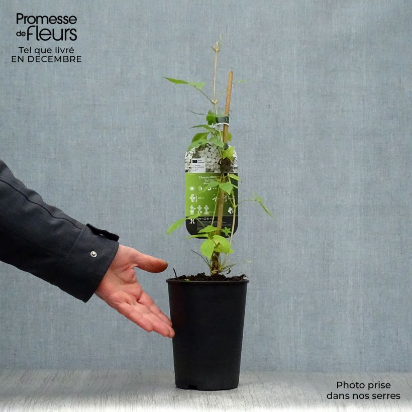 Clematis&#x20;Spring&#x20;Joy&#x20;2L&#x2F;3L&#x20;pot&#x20;sample&#x20;as&#x20;delivered&#x20;in&#x20;winter