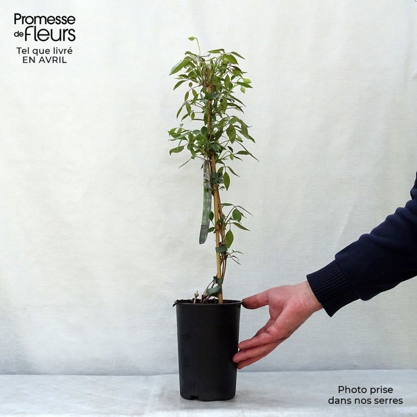 Clematis Spring Joy 2L/3L pot sample as delivered in spring