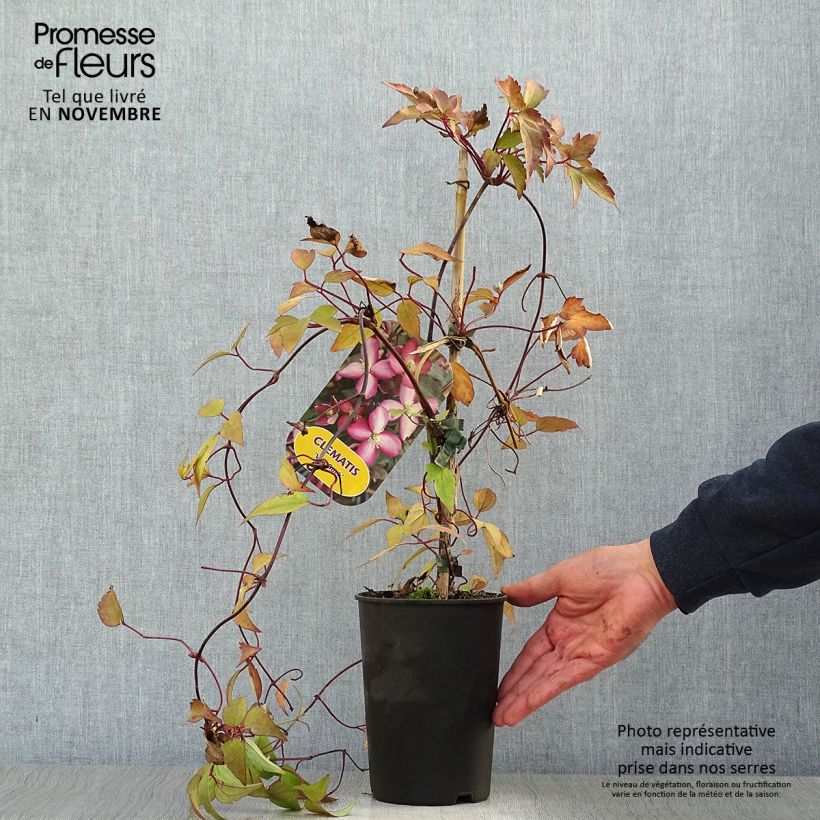 Clematis Van Gogh 2L/3L pot sample as delivered in autumn