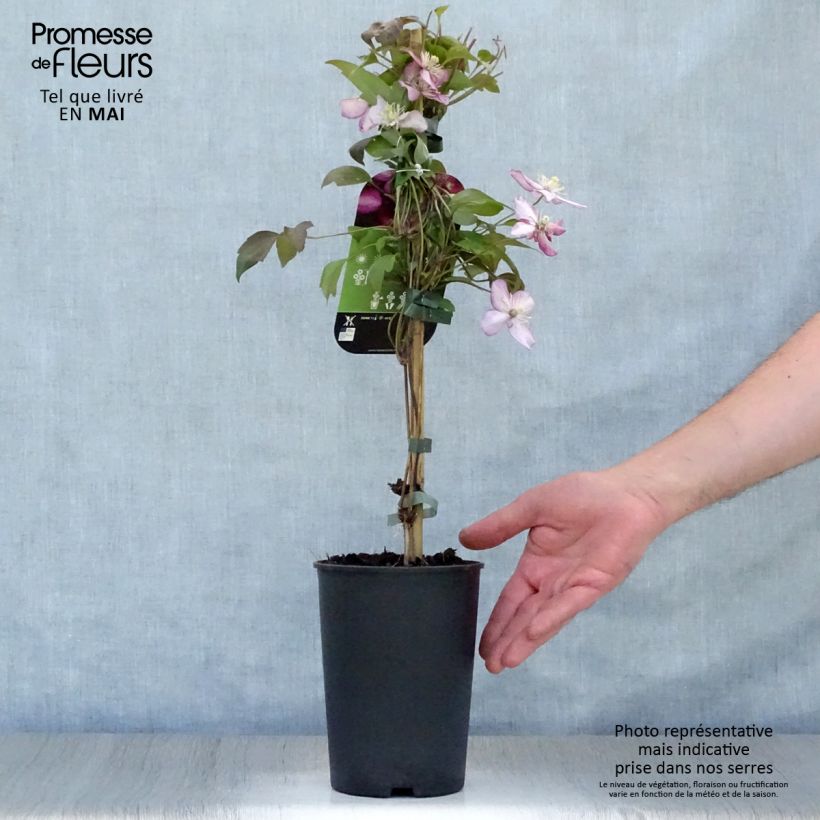 Clematis Van Gogh 2L/3L pot sample as delivered in spring