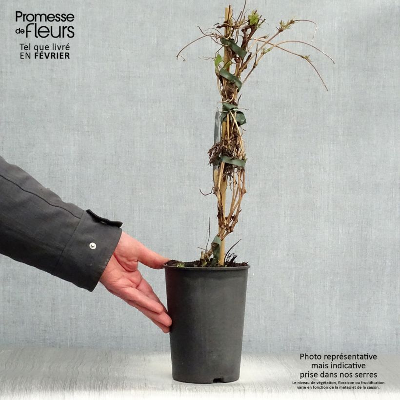 Clematis montana Wilsonii 2L/3L pot sample as delivered in winter