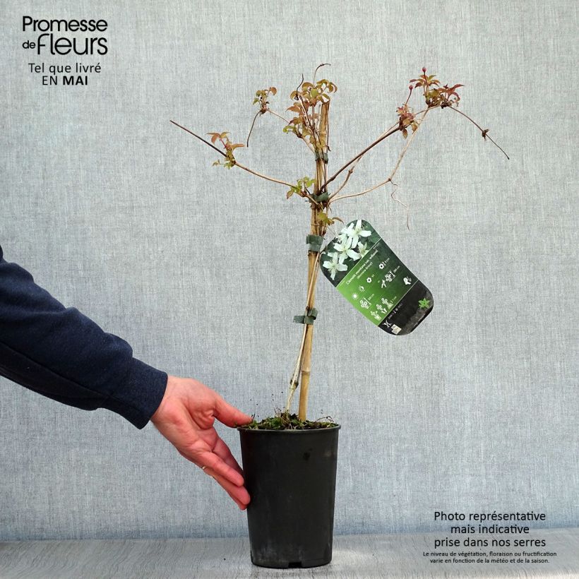 Clematis montana Wilsonii 2L/3L pot sample as delivered in spring