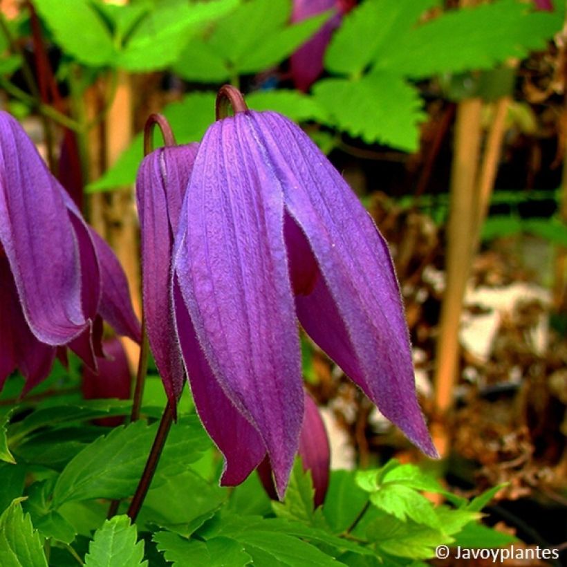 Clematis Tage Lundell (Flowering)