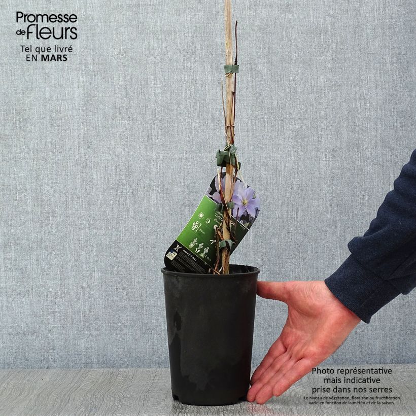 Clematis Spotlight 2L/3L pot sample as delivered in winter