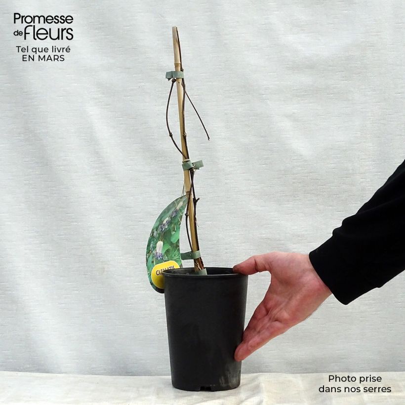 Clematis pitcheri 2L/3L pot sample as delivered in spring